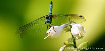 "Patiently Perched" Hankins Photography